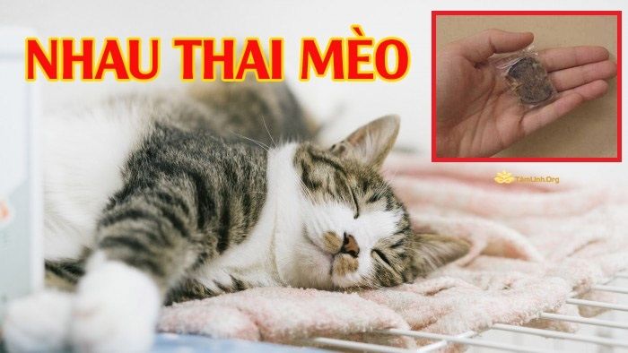 Lấy được nhau mèo có ý nghĩa gì? Tất cả những gì bạn cần biết