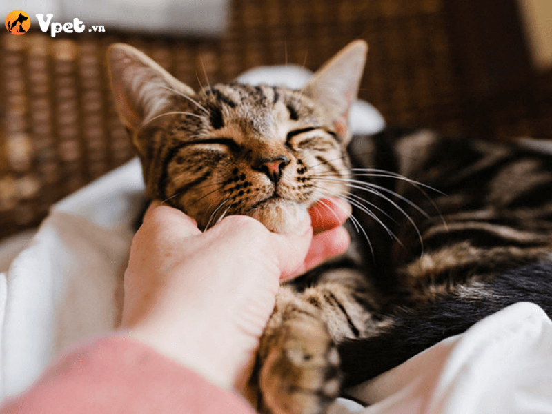 Chăm sóc mèo bị suy giảm thị lực do lệch thể thủy tinh