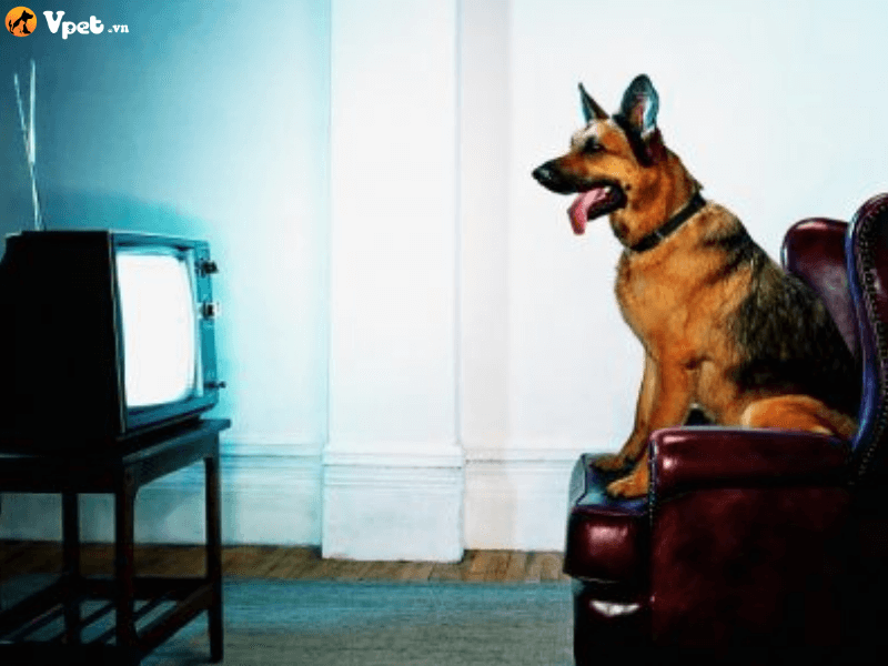 Biểu hiện của chó thích xem tivi