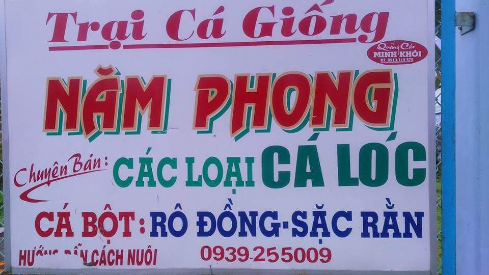 Tất tần tật thông tin về loại cá giống cá trê