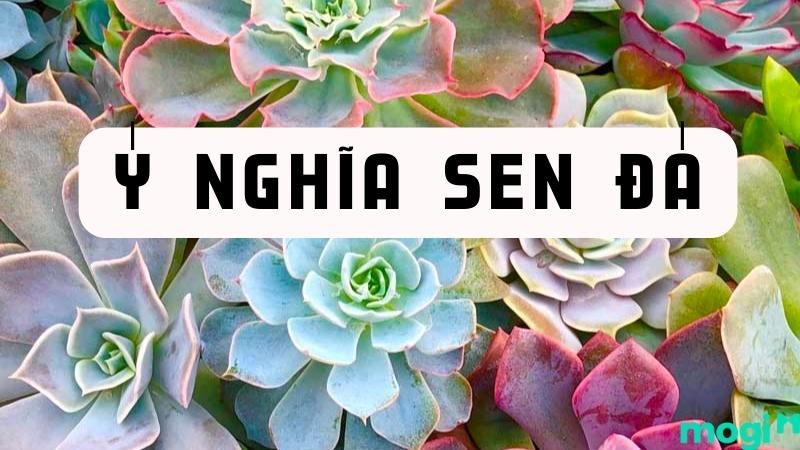 Logo Sen Đá: Tìm hiểu thông tin, ý nghĩa và lịch sử của biểu tượng đặc trưng Việt Nam