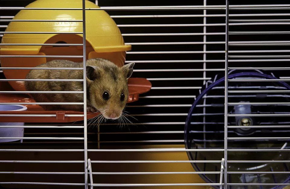 Tư vấn chọn lựa, bảo quản và sử dụng loồng chuột hamster