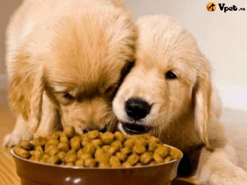 Những dạng thức ăn khá phổ biến ở thức ăn dành cho chó
