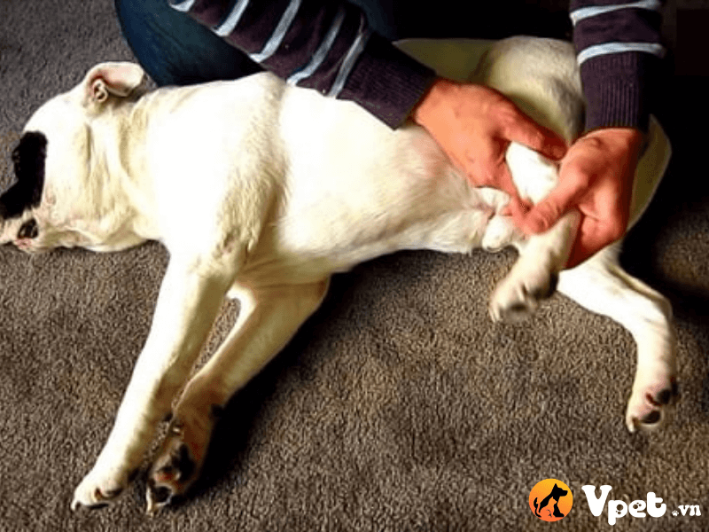 Chó bị run lẩy bẩy do bị động kinh và cách chữa trị