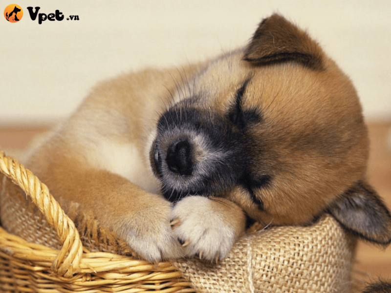 Vậy phải làm gì khi chó ngủ hay bị giật mình nhỉ?