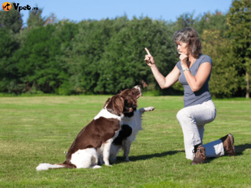 Huấn luyện chó ngồi yên tại chỗ theo mệnh lệnh