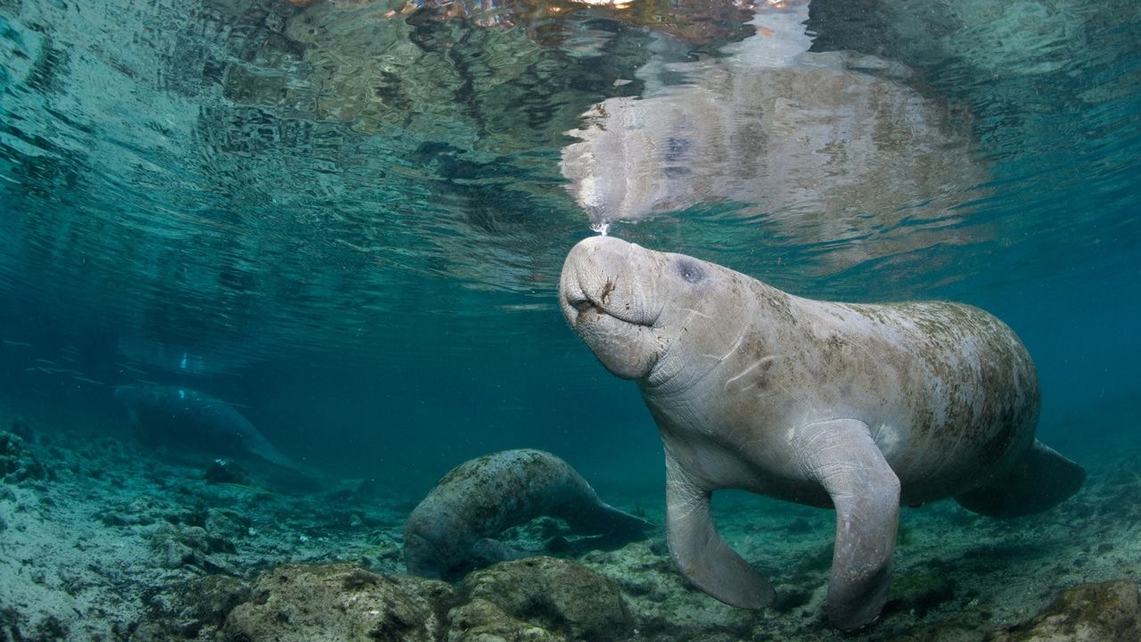 Manatee là gì? Tìm hiểu về loài động vật biển đáng yêu này