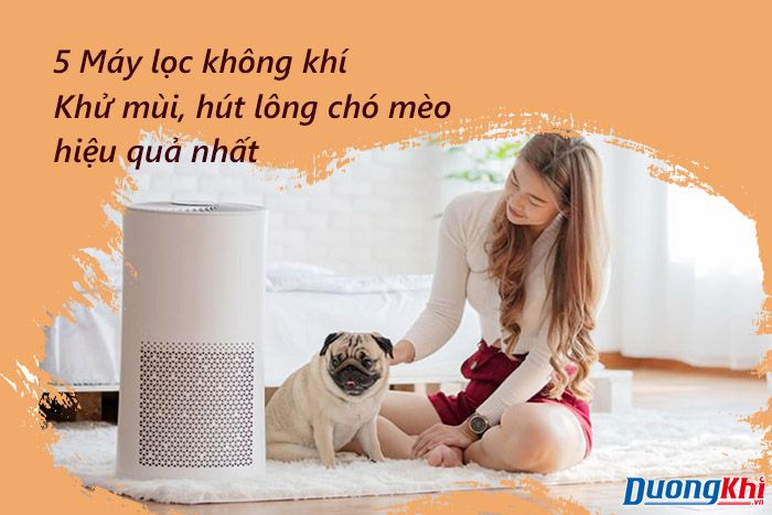 Máy lọc không khí hút lông chó mèo: Tất cả những gì bạn cần biết