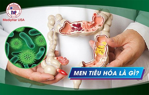 Tìm hiểu về men tiêu hoá nước và tầm quan trọng của chúng