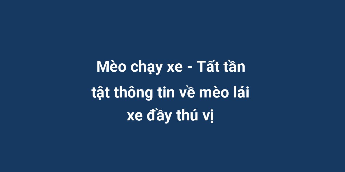 Mèo chạy xe - Tất tần tật thông tin về mèo lái xe đầy thú vị