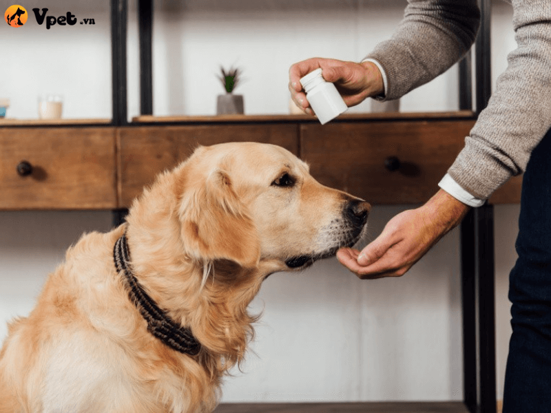 Cho chú chó uống thuốc dạng bột