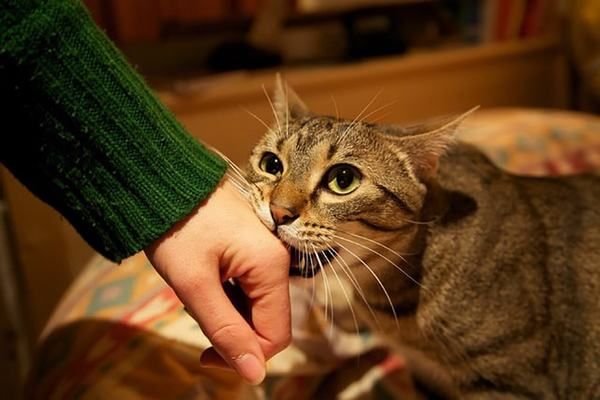 Mèo đực cắn chết mèo con: Nguyên nhân và cách phòng tránh