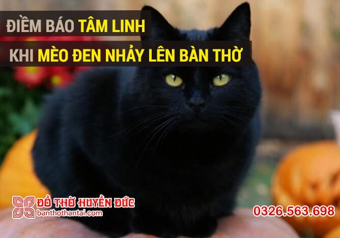 Mèo ngủ trên bàn thờ - Tất cả những gì bạn cần biết