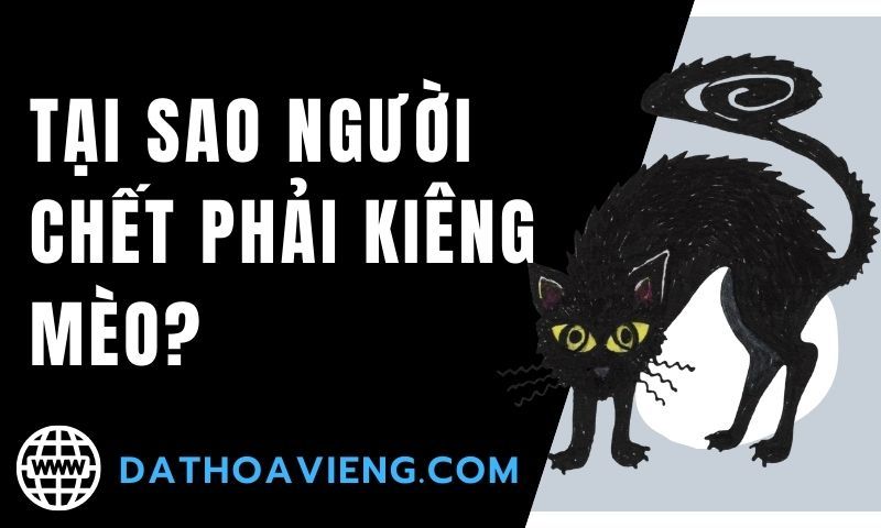 Mèo nhảy qua quan tài - Câu chuyện thú vị và kỳ lạ