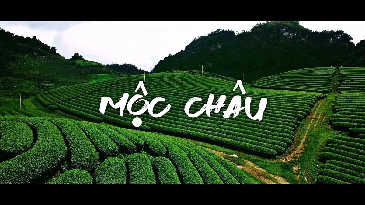 Tìm hiểu về Mèo và Chị Bánh Đa - Hình ảnh, đặc điểm và câu chuyện thú vị