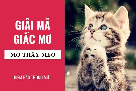 Mơ thấy cho mèo ăn: Những ý nghĩa và thông điệp bí ẩn