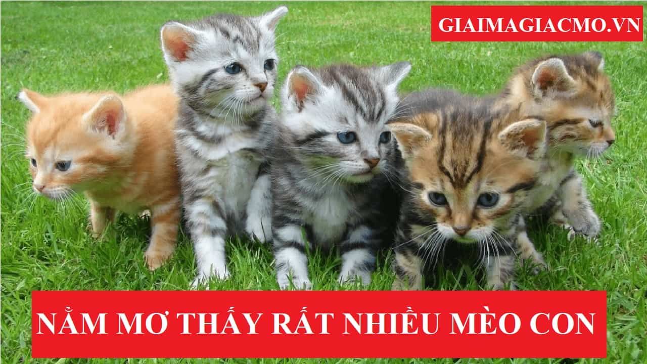 Mơ thấy mèo con - Tìm hiểu những điều bất ngờ về giấc mơ