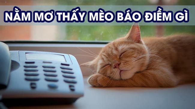 Mơ thấy mèo trắng - Tìm hiểu những ý nghĩa đằng sau giấc mơ