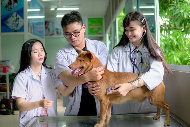 Tìm hiểu về ngành thú y và vai trò quan trọng của nó