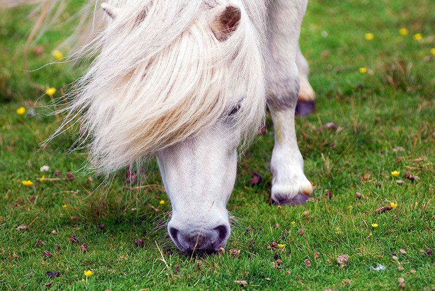 Tìm hiểu về ngựa chân ngắn - Giải đáp tất cả vấn đề