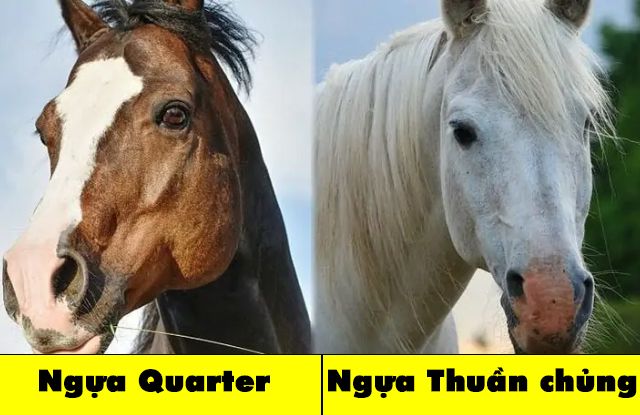 Tìm hiểu về ngựa thuần chủng: đặc điểm, lịch sử, và những điều cần biết