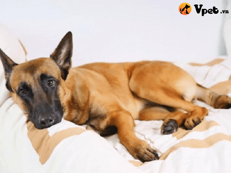 Tính nghiêm trọng của bệnh vàng da ở chó