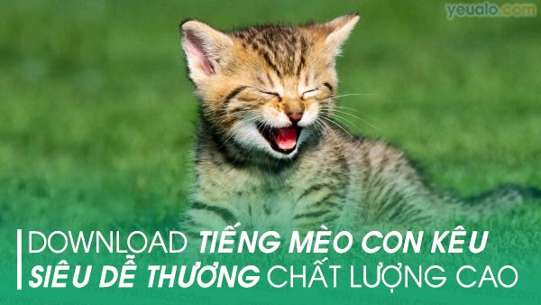 Thông tin về nhạc mèo con: Những bản nhạc đáng yêu và dễ thương nhất - Tạp chí khoa học pet