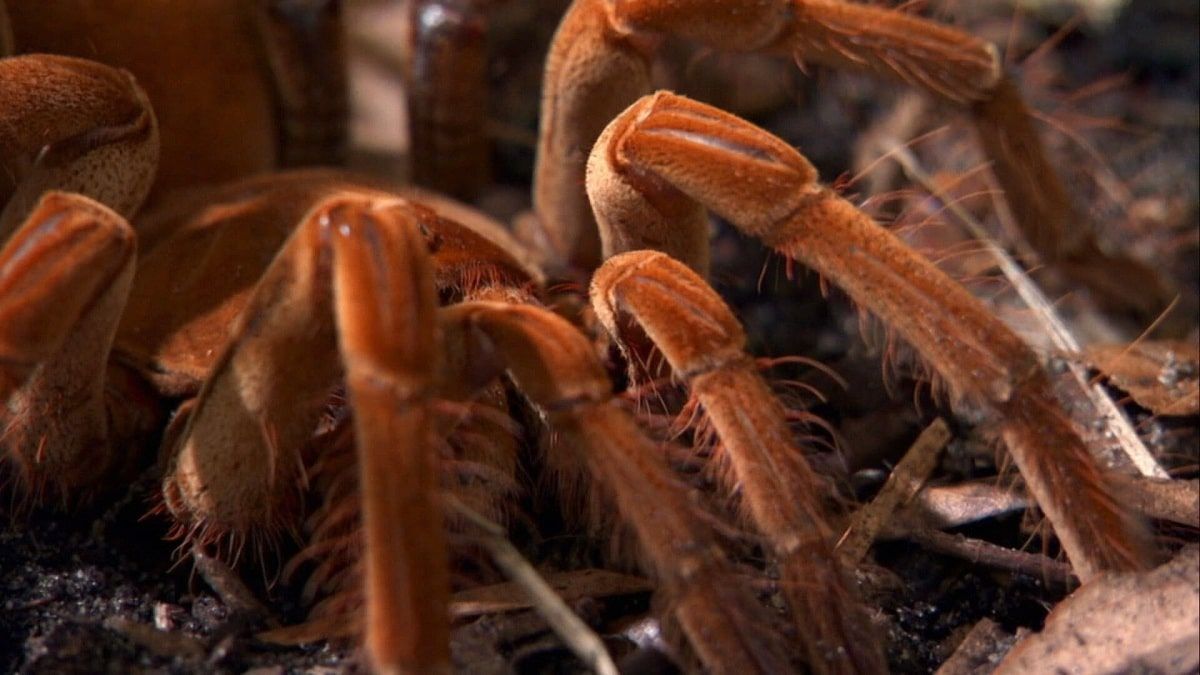 Khám phá nhện lớn nhất thế giới - Chi tiết và hình ảnh