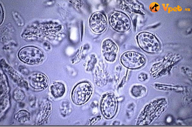 nhiễm Sarcocystis ở mèo 