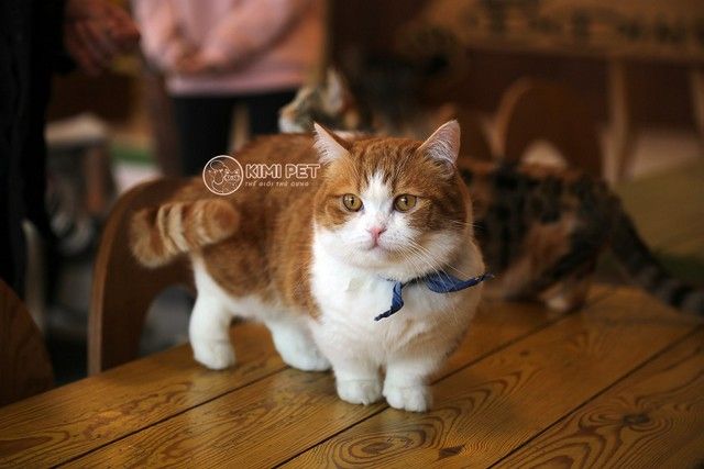 Top 10 giống mèo đáng yêu nhất thế giới - All About Cats