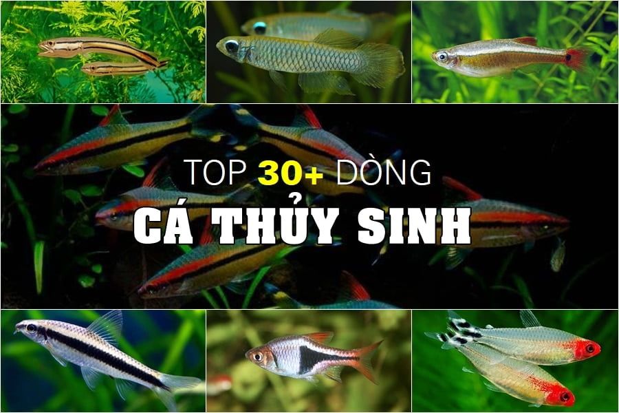 Những loại cá thủy sinh đẹp - Tổng quan về các loài cá để bể thủy sinh