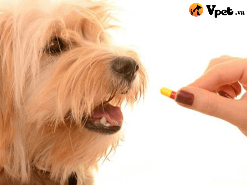 Các loại thuốc tẩy giun cho cún con an toàn