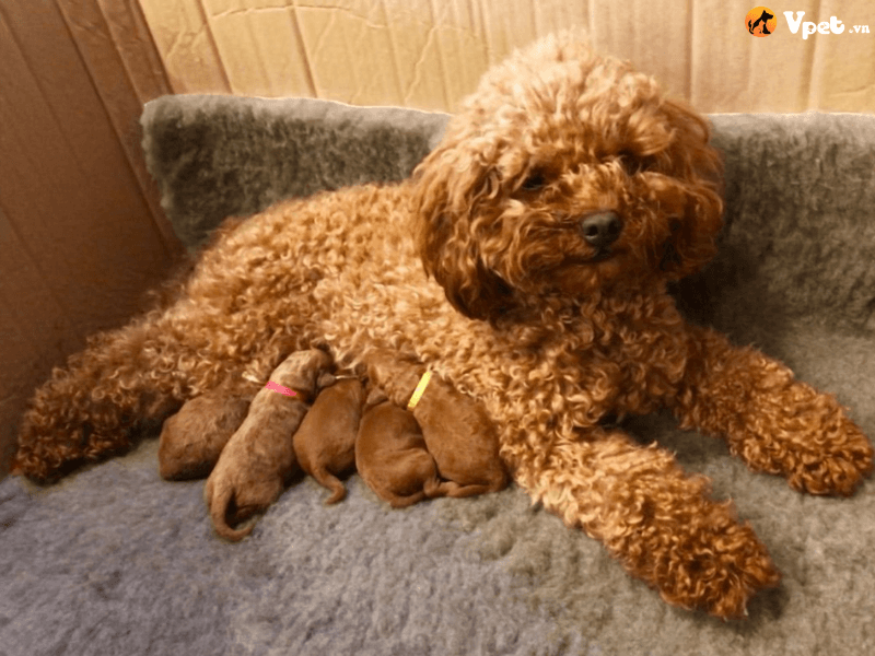 Nâng cao sức khỏe cho Poodle trong thời gian mang thai