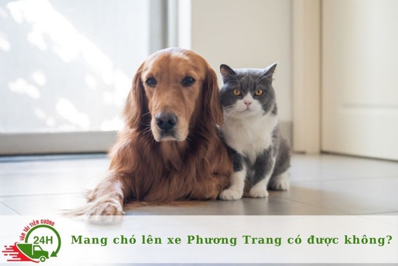 Danh sách những nhà xe uy tín cho mang thú cưng