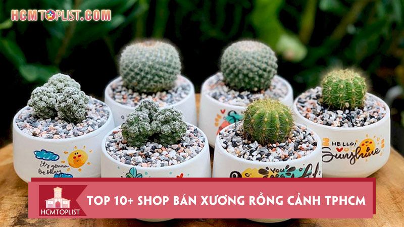 Nơi bán xương rồng cảnh ở TPHCM - Danh sách địa điểm uy tín