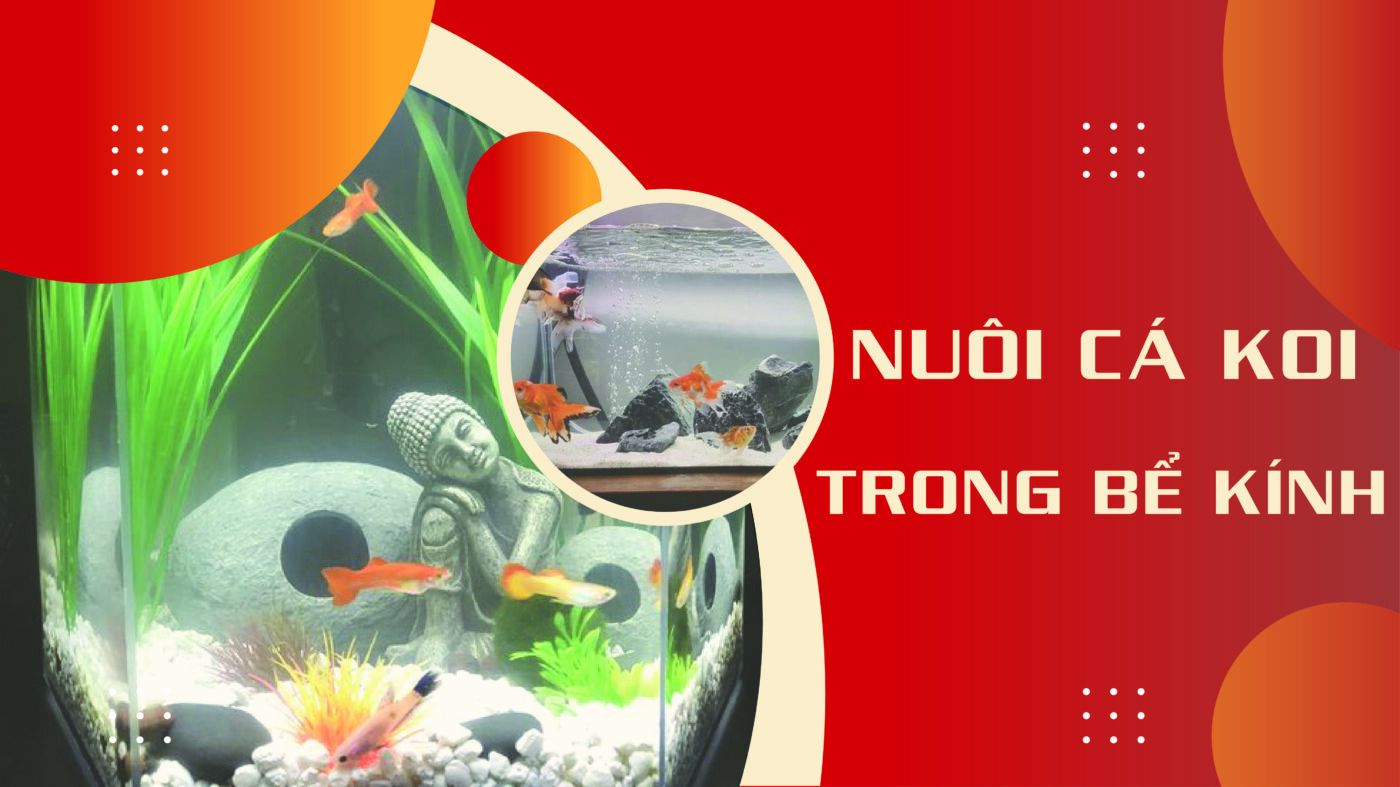 Hướng dẫn nuôi cá koi trong bể kính hiệu quả