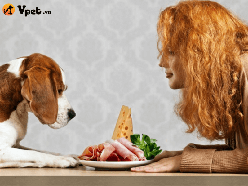 Cách nuôi chó trong nhà luôn sạch sẽ trong việc ăn uống