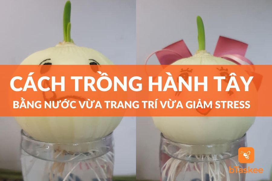 Hướng dẫn nuôi củ hành tây để có mùa thu hoạch bội thu