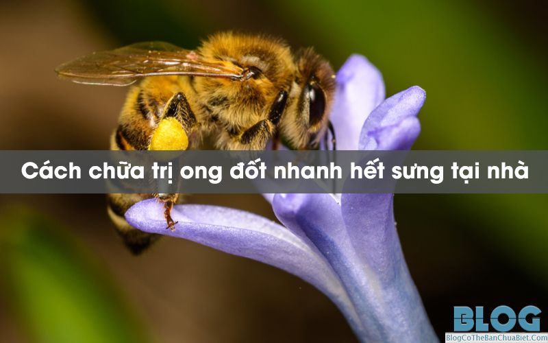 Ong cắn phải làm sao? Hướng dẫn cách xử lý khi bị ong cắn