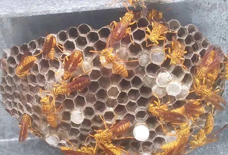 Ong vàng ăn gì? Tất tần tật thông tin về thức ăn của ong vàng
