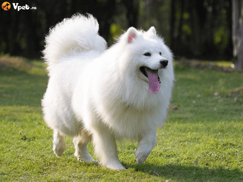  Phân biệt chó Samoyed và Japanese Spitz dựa vào tính cách