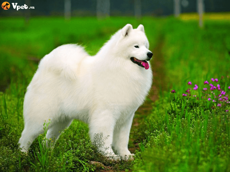 Phân biệt chó Samoyed và Japanese Spitz dựa vào ngoại hình