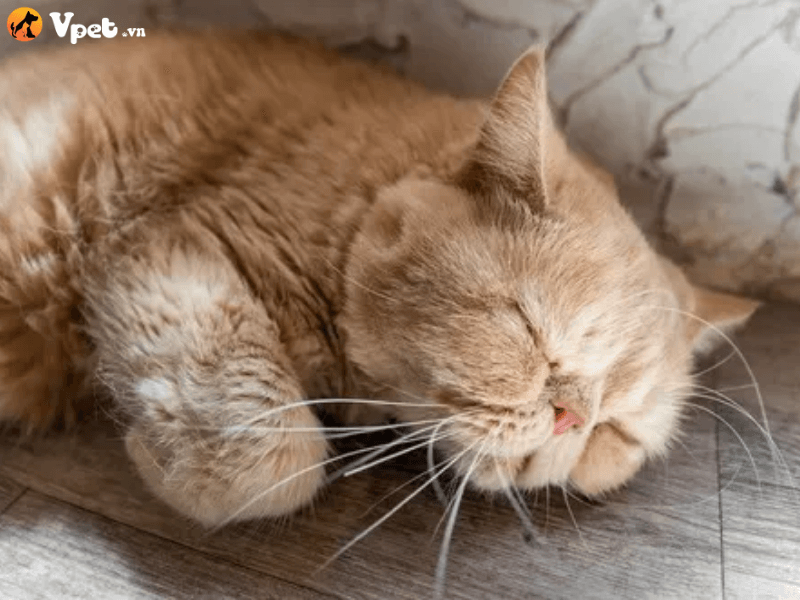 Phì đại gan ở mèo là bệnh gì?