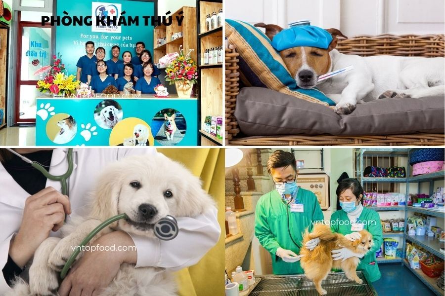Phòng khám thú y 779 CS1 - Chuyên trị bệnh cho động vật yêu của bạn