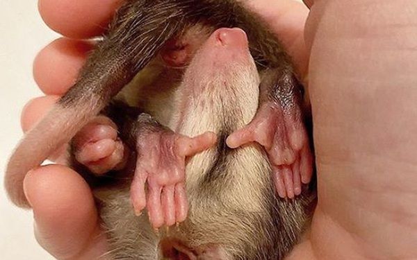 Possum là con gì? Tìm hiểu về loài động vật này và đặc điểm đặc biệt