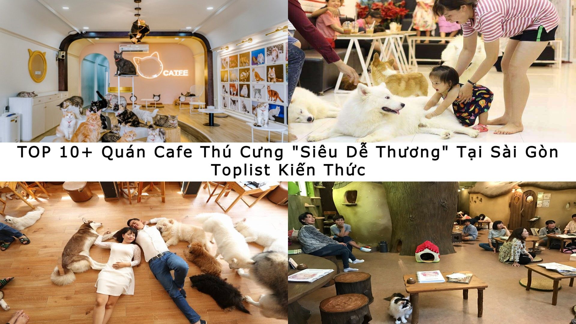 Tìm quán thú cưng gần đây - Danh sách nơi nuôi thú vui chơi cho pet lovers