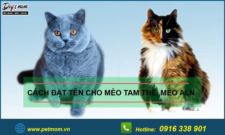 Tất tần tật thông tin quảng cáo cho mèo - Cách quảng cáo hiệu quả cho thú cưng của bạn