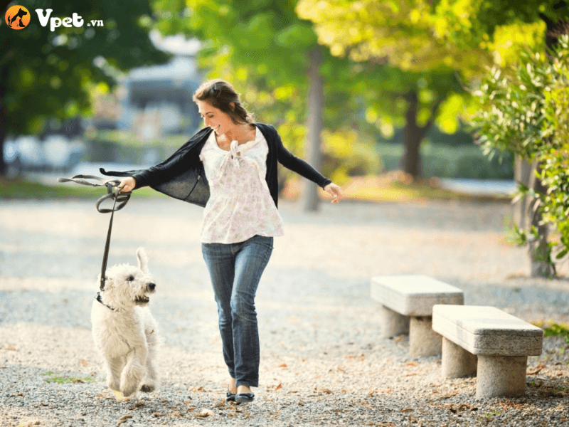 Khi nào thì bạn có thể huấn luyện chó