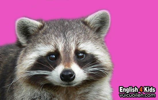 Raccoon là con gì? Tìm hiểu thông tin về loài động vật này