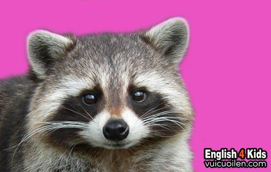 Tìm hiểu ngay: Raccoon là gì và tại sao chúng lại đón nhận được sự yêu thích